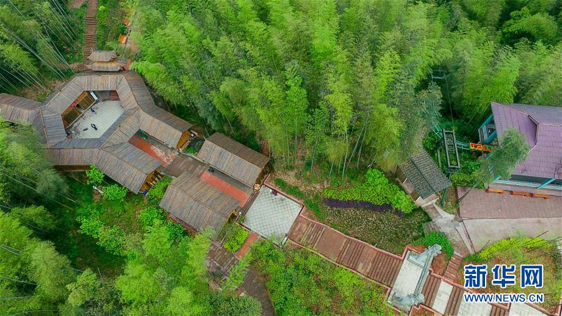 竹海（图片来源：新华网）