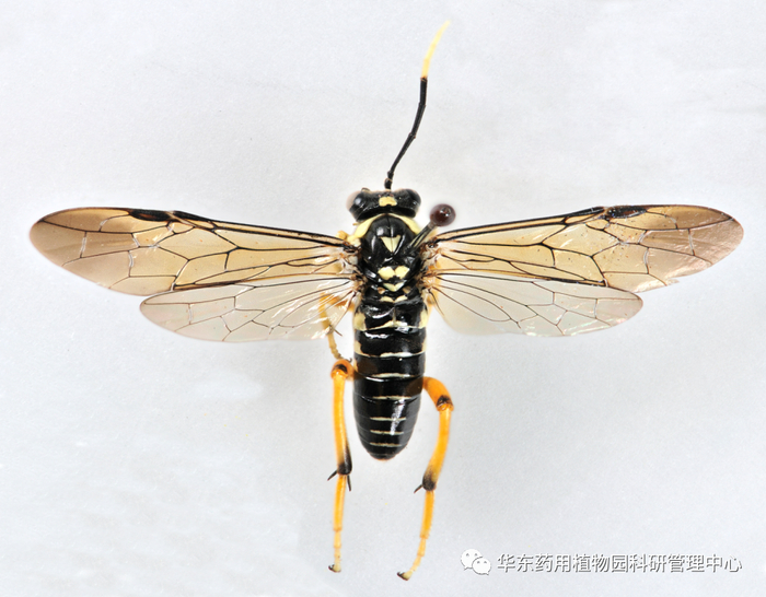 图3 丽水钩瓣叶蜂，雌成虫