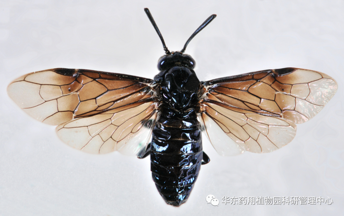 图1 丽水刺背三节叶蜂，雌成虫