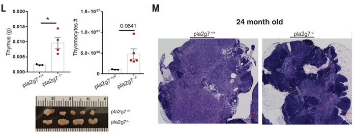 Pla2g7基因表达缺失的老年小鼠胸腺功能恢复