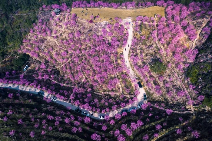 温州樱花园早樱烂漫。项光涨 摄