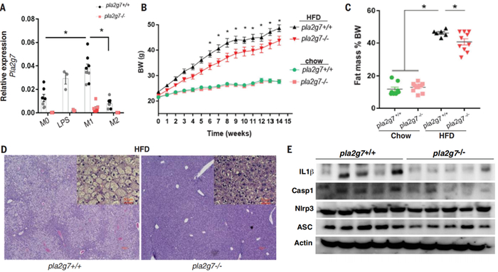 Pla2g7基因表达缺失改善了小鼠脂肪代谢