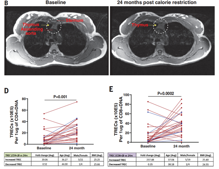 热量限制推迟了胸腺的退休年龄