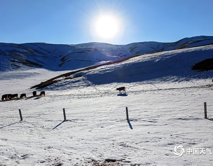 2月17日，曲靖会泽县大海乡草山滑雪场“阳春白雪”美景。蒋琼波 摄
