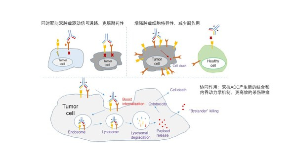 图1. 双抗ADC的作用机制及其优势