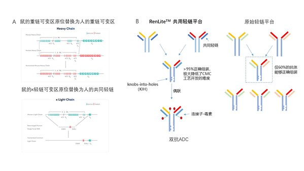 图2. 基于RenLite平台高通量地产出双抗ADC