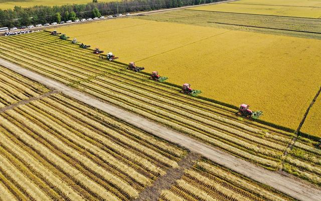 黑龙江佳木斯洪河农场联合收割机正在丰收。姚守平 赵爽 摄