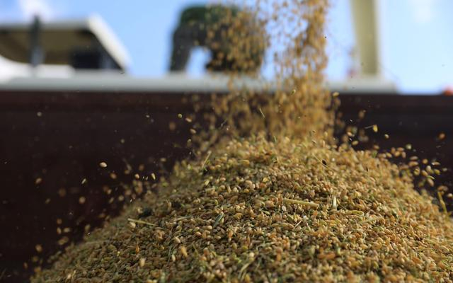 黑龙江佳木斯洪河农场丰收。赵爽 摄