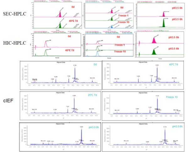 图6. Her2-Trop2双抗稳定性分析