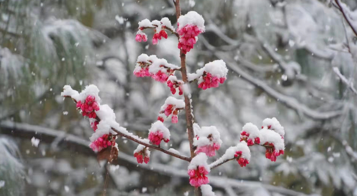 楚雄 楚雄州委宣传部供图
