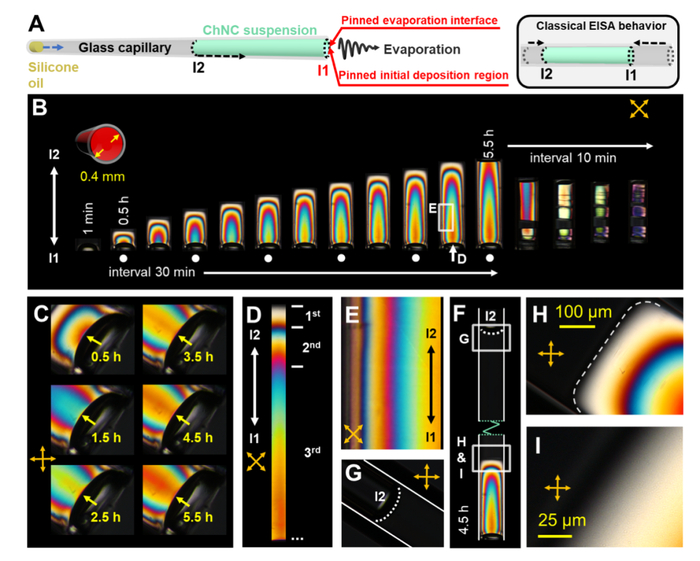 图2-甲壳素纳米晶限域自组装的双折射结构