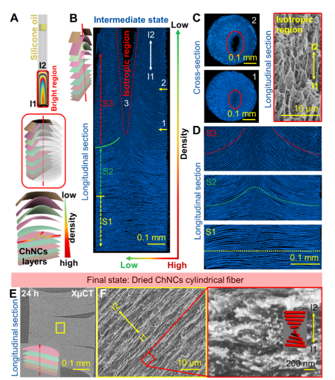图3-甲壳素纳米晶限域自组装所形成的微观结构
