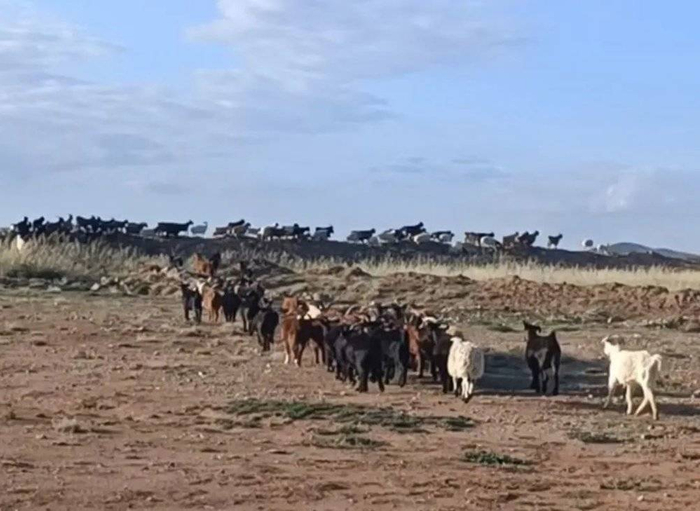 图 | 在矿区遇见的羊群