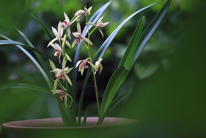 雅致与气韵兼备的国兰（图片来源于网络）