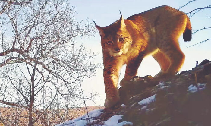 猞猁 （摄于大兴安岭砍都河国家湿地公园 猫盟供图）