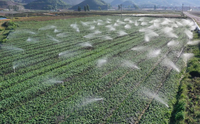 丘北县新寨村委会蔬菜基地 张彤 摄