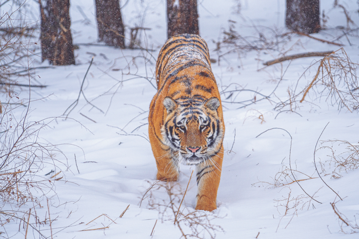 东北虎 （郑雪峰 摄）