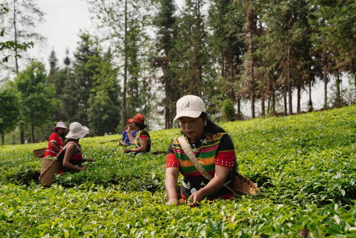 沧源县勐董镇芒摆村生态茶园 李春林 摄