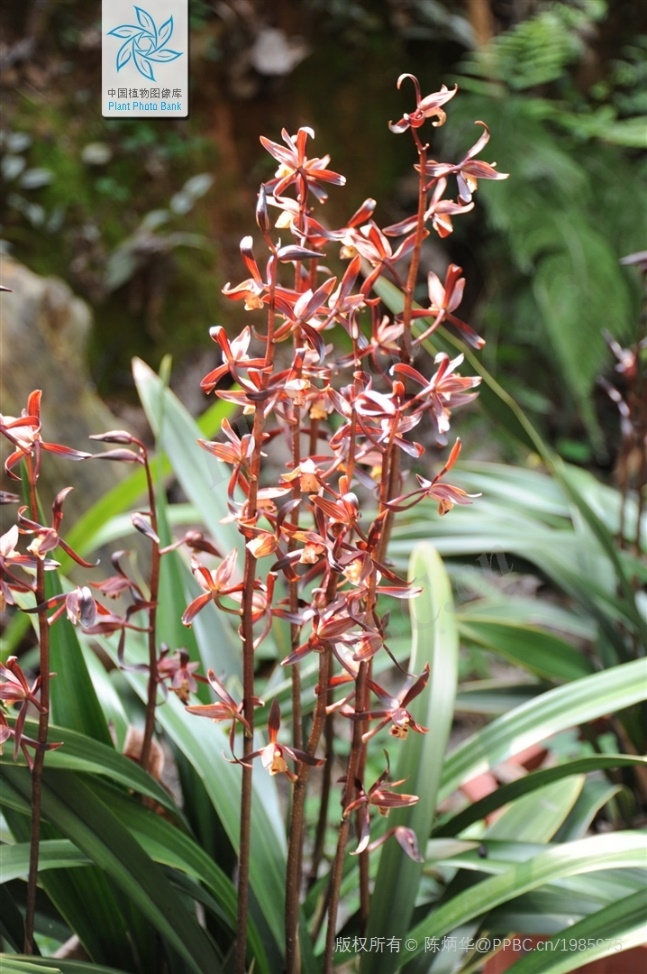 墨兰（图片来源：中国植物图像库-陈炳华）