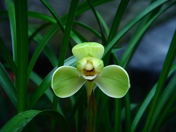 梅瓣国兰（图片来源于网络）