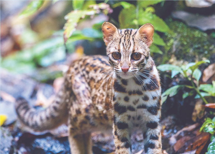 豹猫（赵建英 摄）
