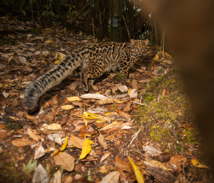 云猫 （摄于云南德宏 自然影像中国供图）