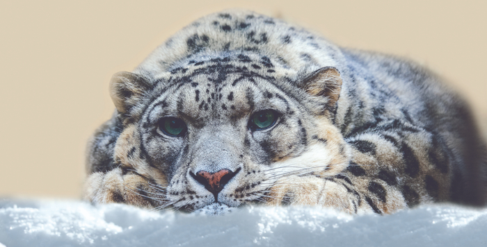 雪豹 （谢建国 摄）