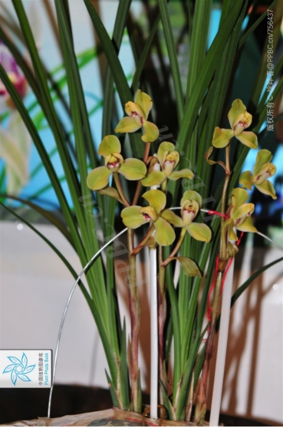 春剑（图片来源：中国植物图像库-徐晔春）