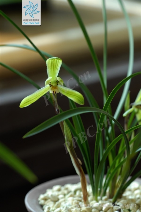 春兰（图片来源：中国植物图像库-李光敏）