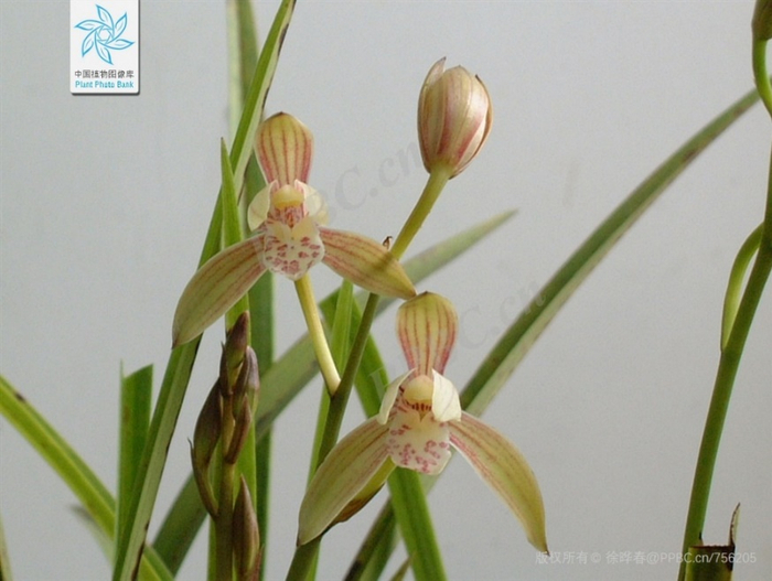 建兰（图片来源：中国植物图像库-徐晔春）