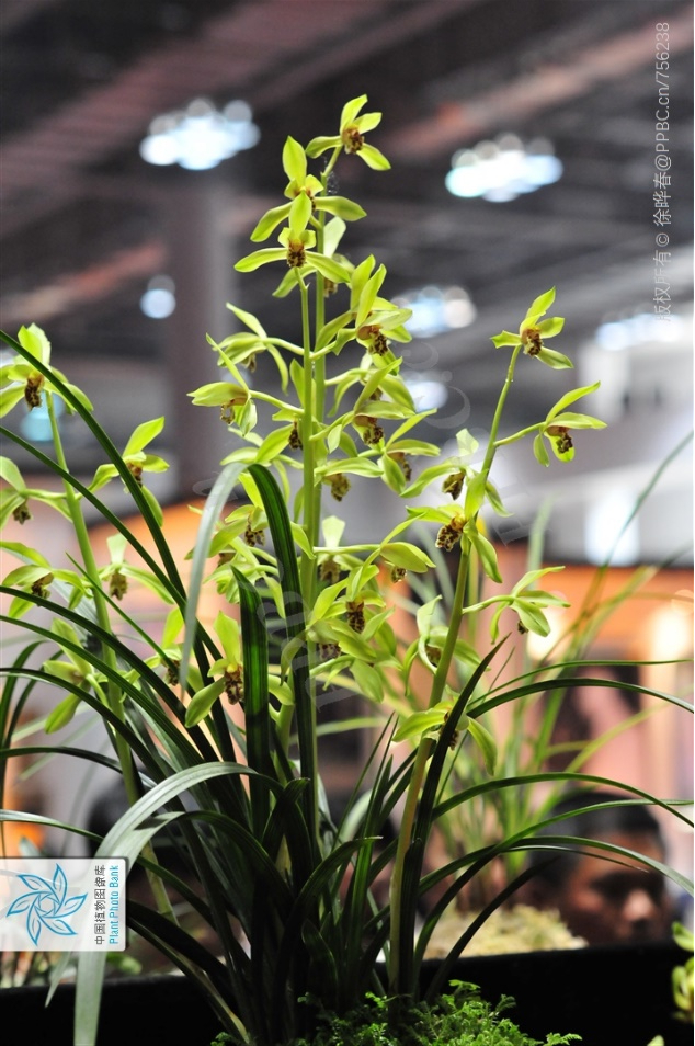 蕙兰（图片来源：中国植物图像库-徐晔春）