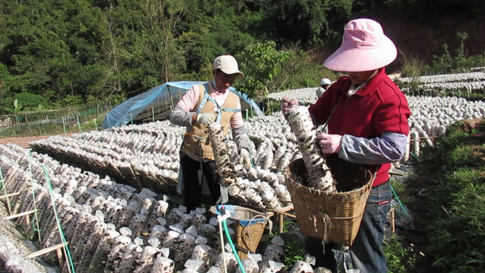 宁洱县梅子镇民乐村木耳种植基地 鲁集美 摄