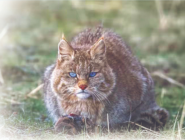 荒漠猫 （宋大昭摄于青海）