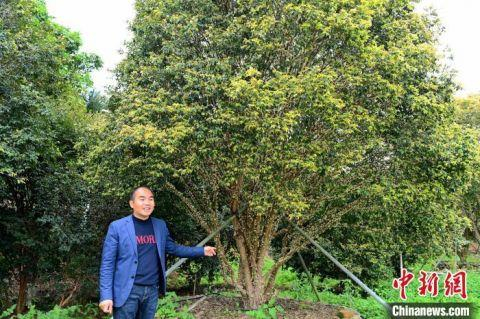 面对满山开满枝头的树葡萄花，镜花缘生态农庄负责人罗志强喜形于色。　张金川　摄