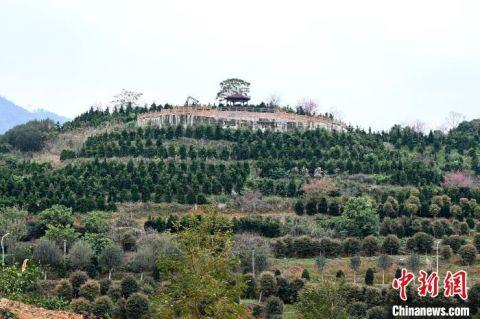 镜花缘生态农庄内种植多种从台湾引进的苗木。　张金川 摄