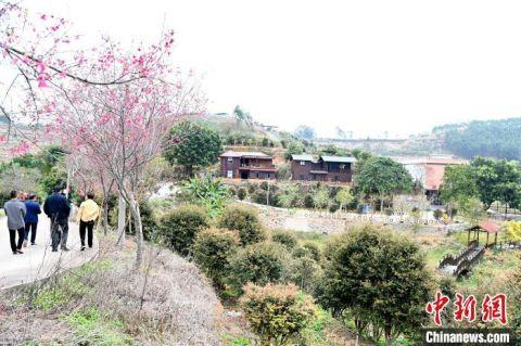 镜花缘生态农庄位于福建省漳州市最大的库区移民村——云霄县马铺乡龙镜村内。　张金川 摄