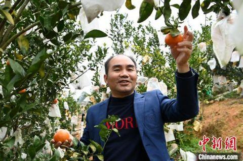 镜花缘生态农庄负责人罗志强介绍从台湾引进的改良柑橘。　张金川 摄