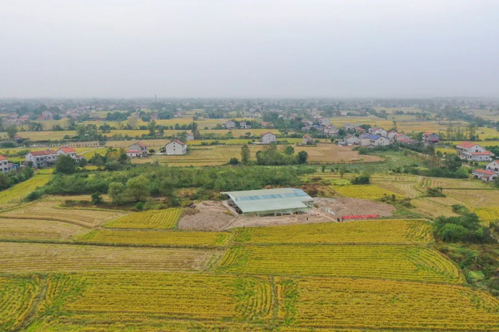 ▲澧县涔南镇鸡叫城村，鸡叫城遗址考古发掘现场。湖南日报·新湖南客户端记者 辜鹏博 摄