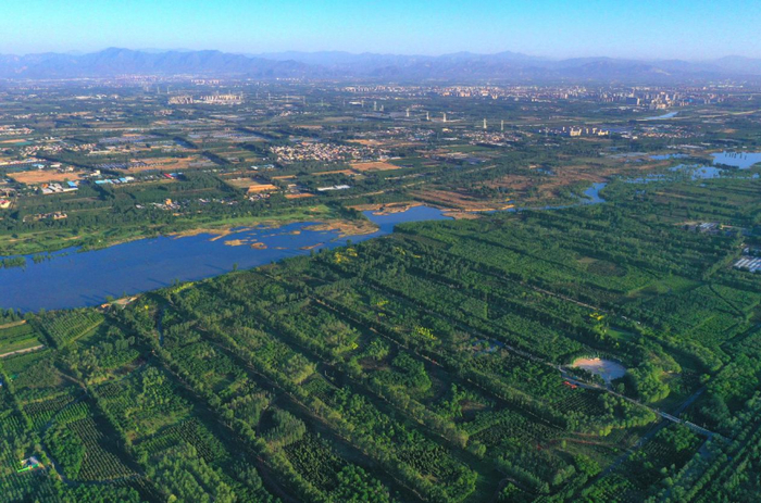 永定河北京段滩区植被茂密（微信公众号“国资京京”）