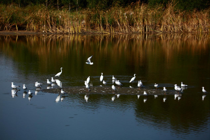 红嘴鸥、白鹭在怀来永定河北岸碱滩湿地（微信公众号“国资京京”）