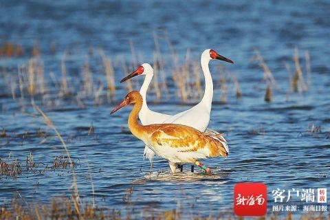 戴环志的鹤。资料图