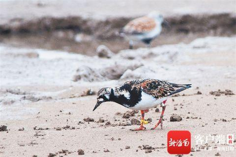 戴环志的翻石鹬。资料图