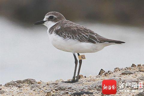 戴脚旗的鸻。资料图