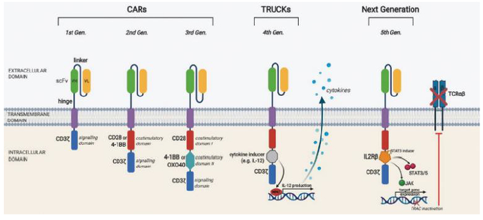 资料来源：Anticancer Research、中金公司研究部