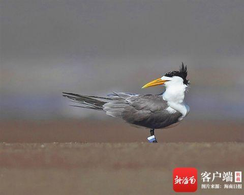 戴环志的大凤头燕鸥。资料图