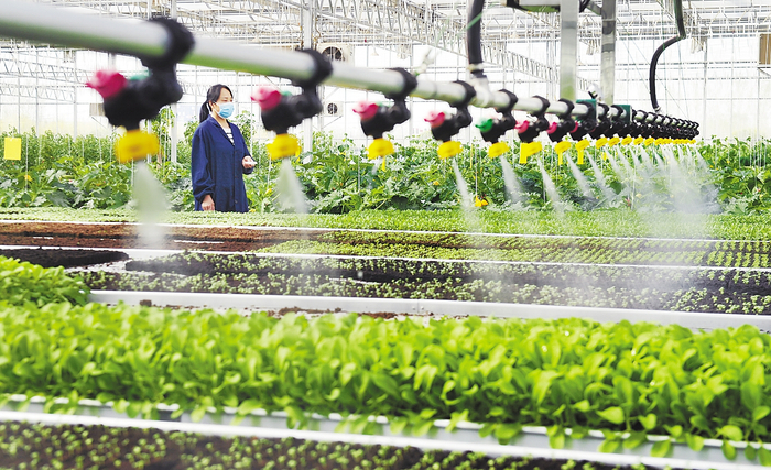     肃宁县一现代农业示范园的工人在遥控自动喷水设备为蔬菜浇水。河北日报通讯员 苑立伟摄
