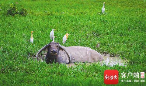 　　南渡江海口段的一块湿地，两只牛背鹭站在水牛身上。海南日报记者 张茂 摄