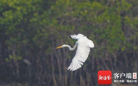 白鹭。海南日报记者 袁琛 摄