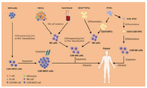 资料来源：Xie et al.,   2020, EBioMedicine、中金公司研究部