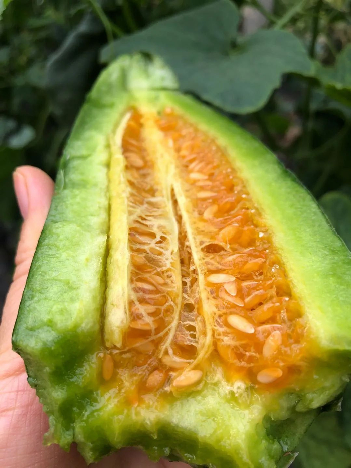 爆款网红-早春头茬羊角蜜甜瓜